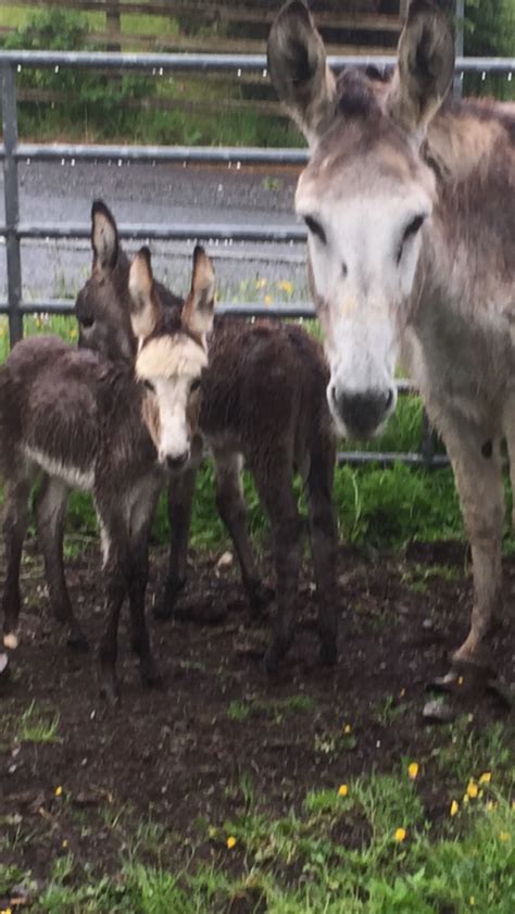 ‘better Than Winning The Lotto Adorable Twin Donkey Foals Born