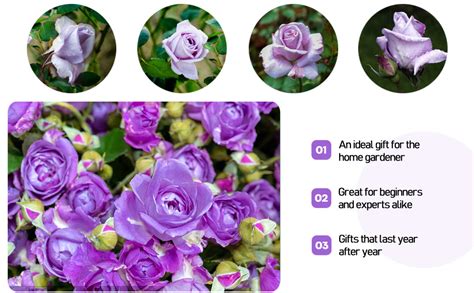 Bonsai Roses 30pcs Germany Rare Purple Dragon Rose Seeds