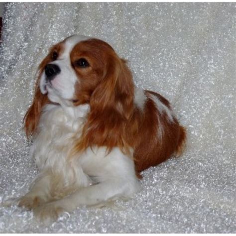 What cavalier king charles spaniels lack in stature, they make up for in outsized charm. Place's Cavaliers, Cavalier King Charles Spaniel Breeder ...