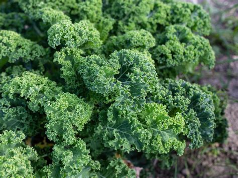 How To Grow And Care For Kale Lovethegarden