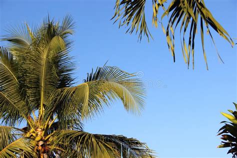 Coconut Leaves And Coconut Trees In The Sun Stock Photo Image Of