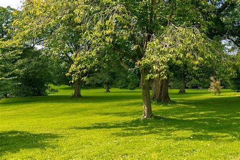 Hd Wallpaper Trees Peaceful Calm Tranquil Serene Plant Green