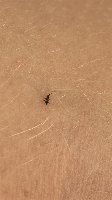 Tiny Black Bugs Rewardtiklo