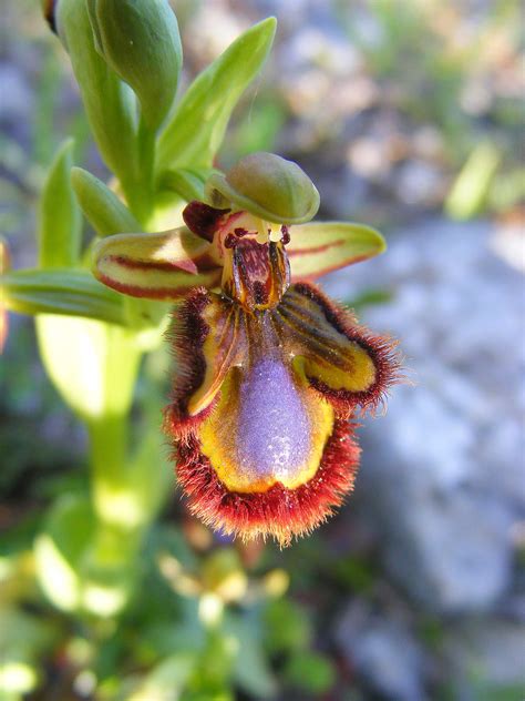 Ecco come prendersene cura e cambiare il vaso a fine fioritura. Ophrys speculum | Orchidee spontanee della Sardegna OPHRYS ...