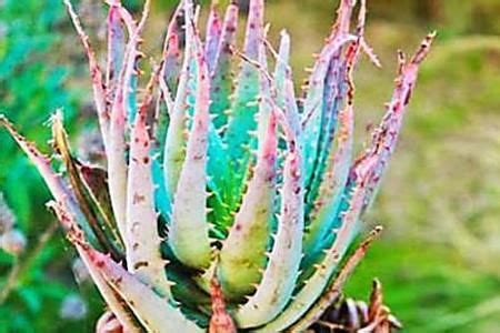 11 Virtually Indestructible Plants That Will Never Die On you | Plants, Garden plants, Home and ...