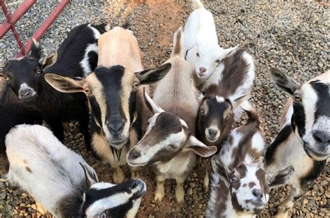Baby Goats For Sale In Virginia Seven Gables Farm