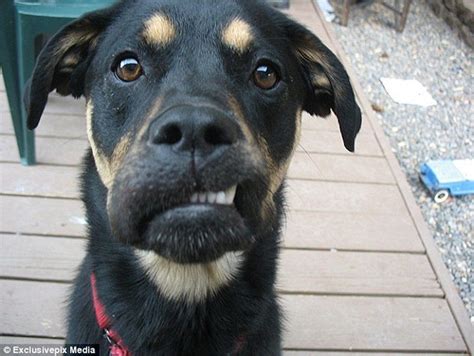 10 Dogs Who Got Stung By Bees Page 9 Enthralling