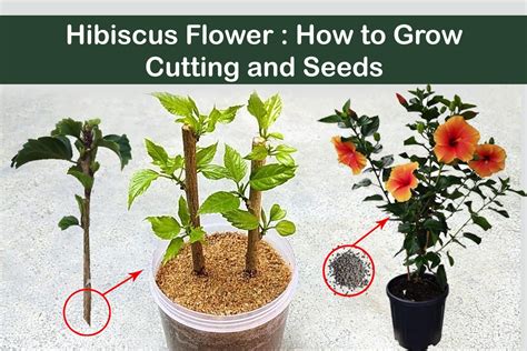 Hibiscus Flower How To Grow Cutting And Seeds Plants Information