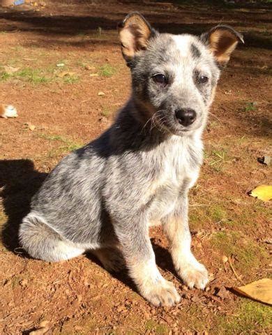 Puppies with a merle pattern are also prone to being deaf. Feisty Queensland Heeler Puppy-8 weeks old! for Sale in ...