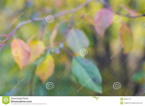 Autumn Leaves Blur Stock Image Image Of Autumn Bright 26951779