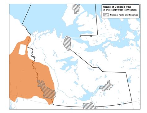 Collared Pika Nwt Species At Risk