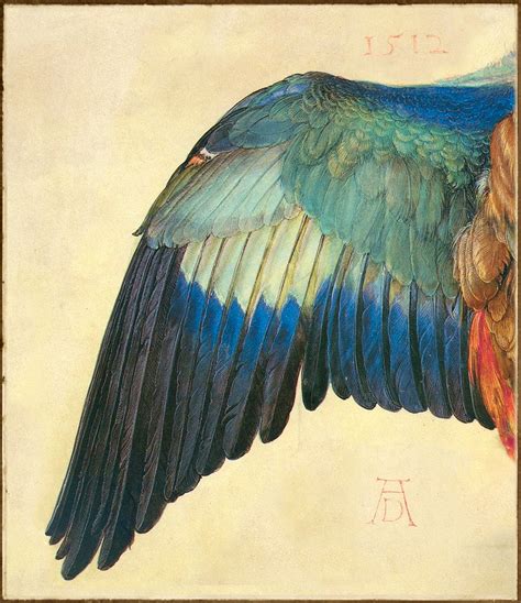 Wing Of A Roller Albrecht Durer Watercolour 1512 Art