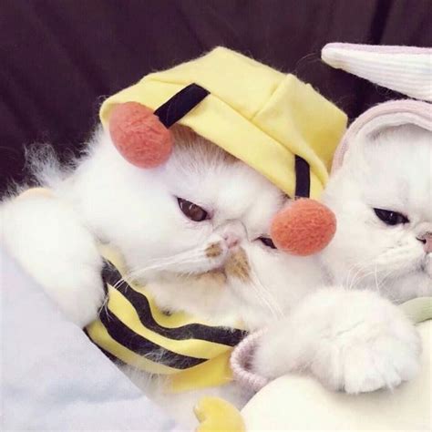 Matching Icons ｡ ᵕ ｡ Cats Wattpad Funny Animal Pictures
