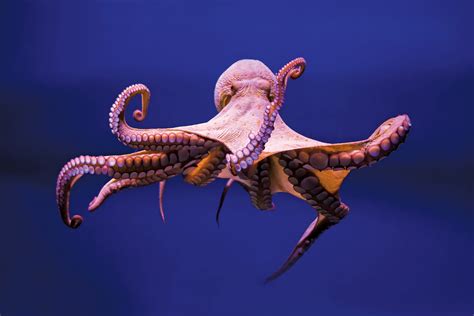Biggest Octopus In The World 2022 The 8 Largest Ever