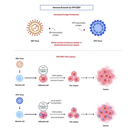 Mechanisms Of Immune Evasion By Hpv And Ebv Decreased Antigen