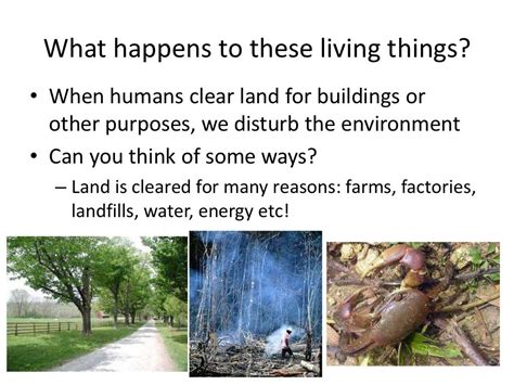 Human Impacts On Plants And Animals