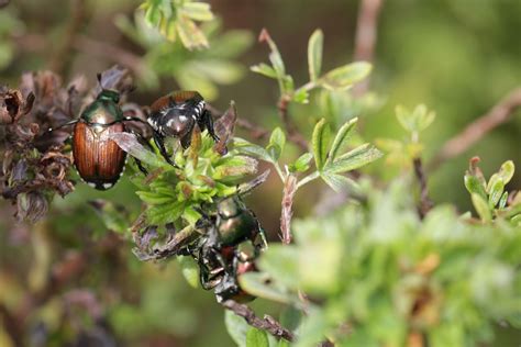 how to get rid of japanese beetles in your garden tips and tricks for an effective control