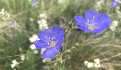 Wild Blue Flax Linum Lewisii Colorado Wildflower