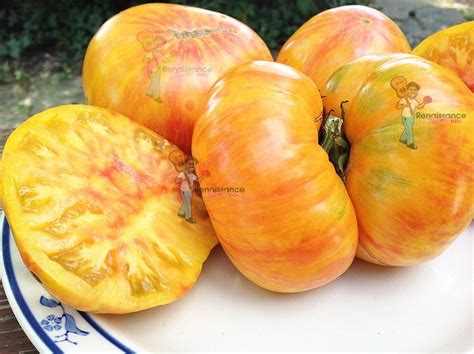 Big Orange Stripe Tomato Renaissance Farms Heirloom Tomato Seeds
