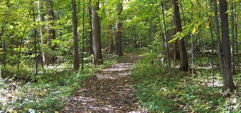 Goll Woods Nature Preserve Archbold Roadtrippers