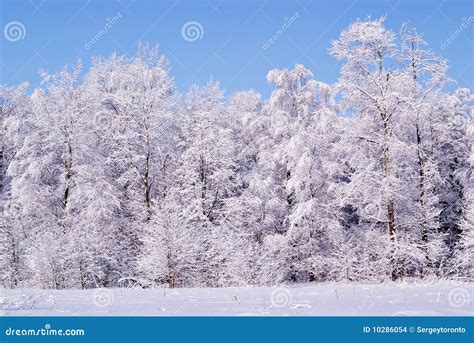 Frozen Trees In The Winter Forest Stock Photo Image Of Blue Frozen