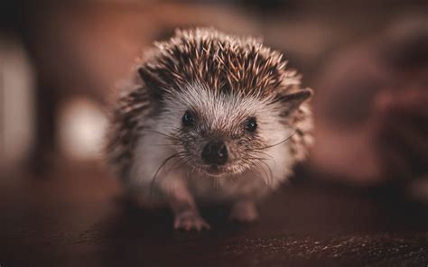 Download Wallpapers Hedgehog Cute Animals Little Hedgehog Cute Look