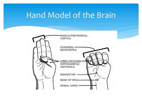 found on bing from hand model brain models brain illustration