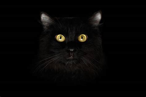Royalty Free Black Cat Pictures Images And Stock Photos Istock