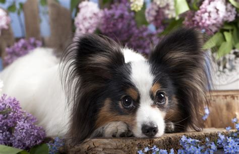 Papillon Dog Breed Profile Personality Facts