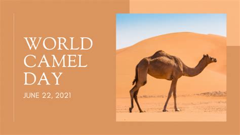 World Camel Day Loving My Planet