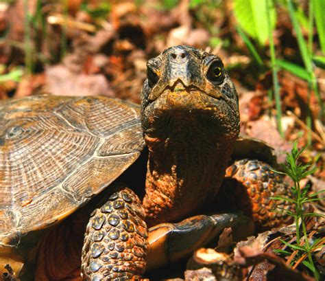 Wood Turtle Susquehannock Wildlife Society