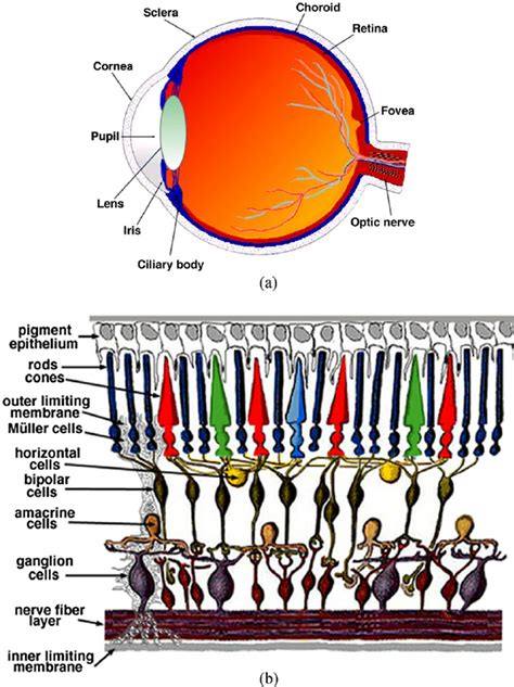 Anatomy Of The Adult Human Eye And Retinal Layers 10 A Sagittal View