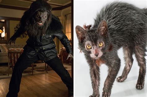 Cats Become Real Life Werewolves After Genetic Mutation Daily Star