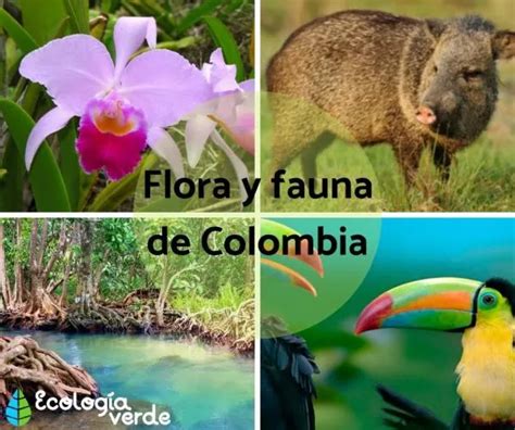 Flora And Fauna Of Colombia Characteristics And Species With Photos Hot Sex Picture