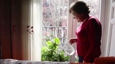 Elderly Woman Watering Plants At Home Del Colaborador De Stocksy