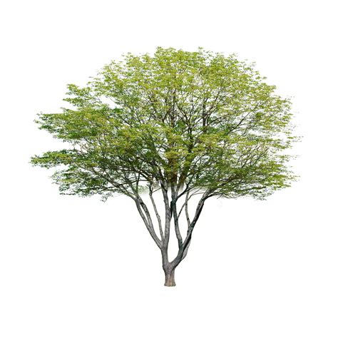 1,456 best tree free brush downloads from the brusheezy community. Pin by Yi on PS resource | Tree photoshop, Tree plan ...