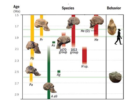 Human Origins Timeline Hominen Evolution Smithsonian Institution