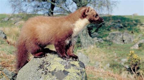 Scots Pine Marten Recovery Spreads South Bbc News