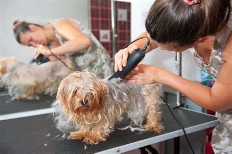 How To Groom A Dog With Clippers At Home Dogclippersly