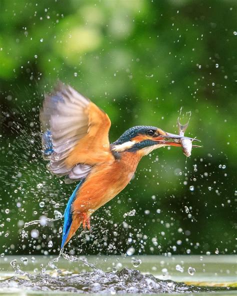 Stunning Capture Of Kingfisher Catching A Fish Behind The Shot Bird