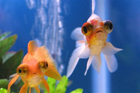We did not find results for: Species of Golden fish | Freshwater, Salt Water Aquarium ...