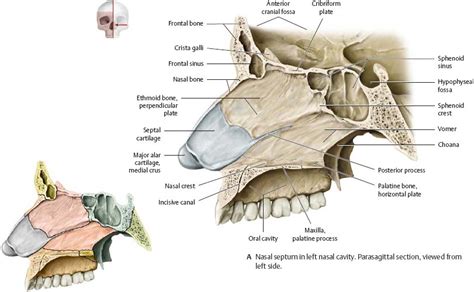 Unlike the medial wall and the nasal cavity floor, the lateral wall has a few small bony projections that give role of mucus membrane in purifying the air: Nasal Cavity & Nose - Atlas of Anatomy