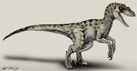 Jurassic Park Velociraptor Female By Nikorex Velociraptor