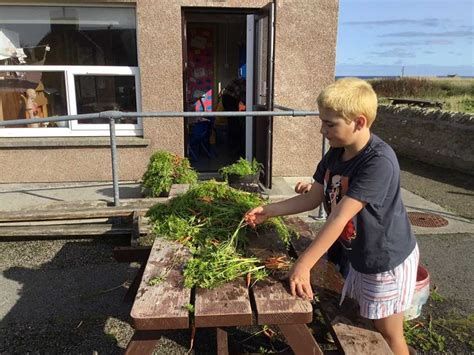 Carrots1 Papa Westray Community School