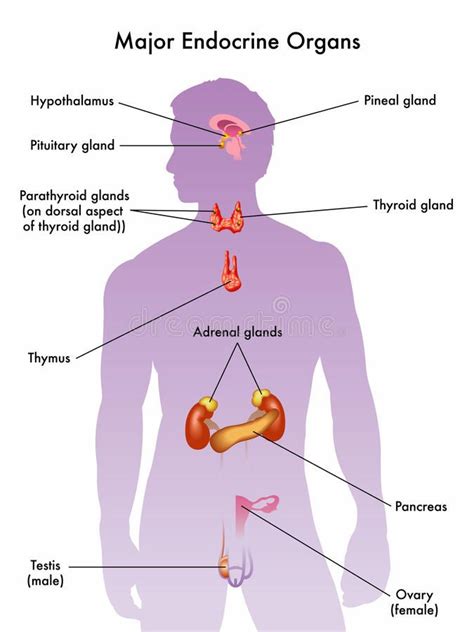 The Endocrine System Glands