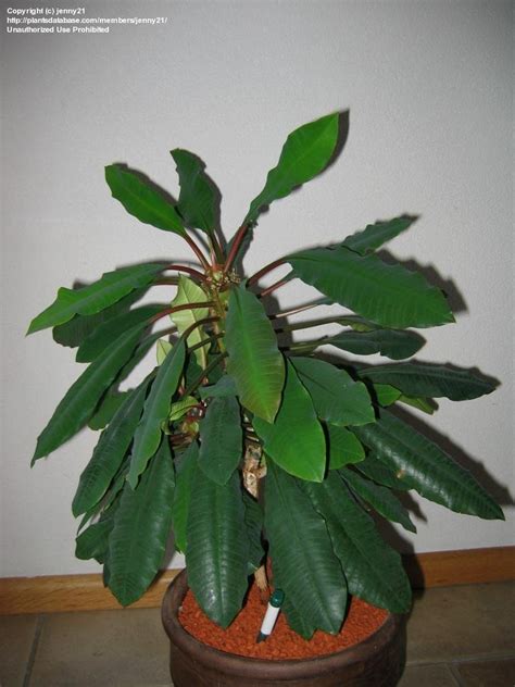 Making the world beautiful one plant at a time. PlantFiles Pictures: Euphorbia Species, Madagascar Jewel ...