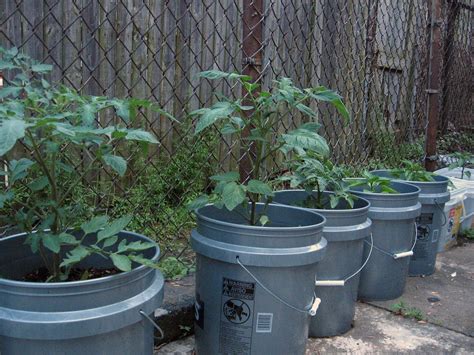 Vegetables In A 5 Gallon Bucket How To Grow Vegetables In A Bucket