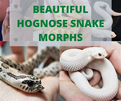 13 Incredible Hognose Snakes Hognose Snake Snake Pet Snake