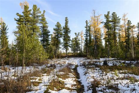 Paysage De Forêt En Automne Dans Le Taiga Russe Image Stock Image Du