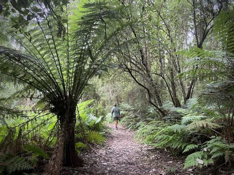 Explore Great Otway National Park Camping And Rainforest Walks